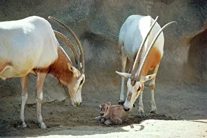Scimitar: Scimitar-Horned ORYX - with new born young