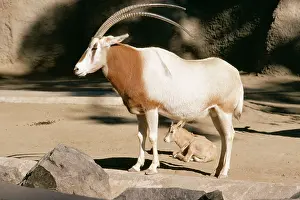 Scimitar-Horned Oryx - Parent and calf