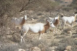Tunisia: Scimitar-Horned Oryx - Reintroduced to Bou Hedma