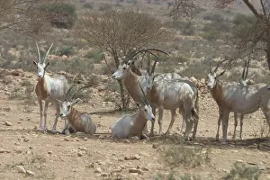 Tunisia: Scimitar Horned Oryx - Reintroduced to Bou Hedma