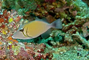Triggerfishes: Scimitar Triggerfish - feeds on algae and detritus