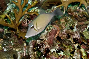 Triggerfishes: Scimitar Triggerfish - feeds on algae and detritus