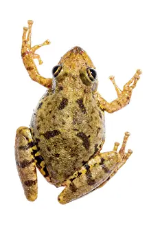 Scinax: Scinax fuscovarius isolated on a white background