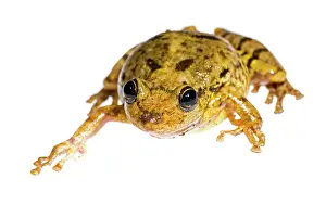 Scinax: Scinax fuscovarius isolated on a white brackground