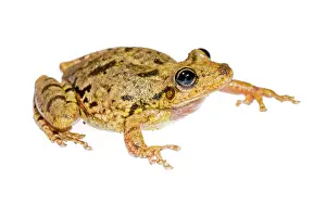 Scinax: Scinax fuscovarius isolated on a white brackground