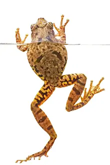 Augustin Esmoris: Scinax fuscovarius in the water isolated on