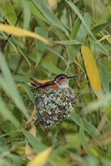 Selasphorus: Scintillant hummingbird nest Selasphorus scintilla A s