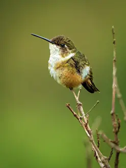 Nectarivores: Scintillant Hummingbird (Selasphorus scintilla)