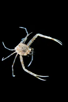 Claw: Scissor Swimming Crab