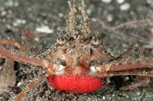Manado: Scissor Swimming Crab - with red eggs on black sand