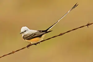 Tyrannus: Scissor-tailed flycatcher