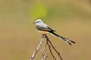 Tyrannus: Scissor-tailed flycatcher