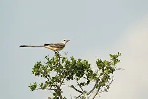 Scissor: Scissor-tailed Flycatcher