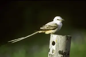 Oklahoma: Scissor-tailed Flycatcher