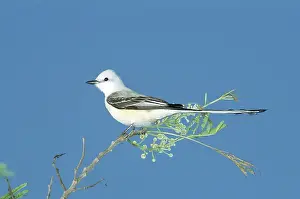 Tyrannus: Scissor-tailed Flycatcher