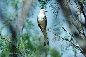 Oklahoma: Scissor-tailed Flycatcher