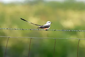 Barb: Scissor-tailed Flycatcher on fence