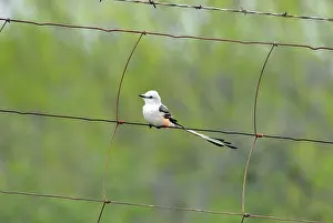 Oklahoma: Scissor-tailed Flycatcher on fence
