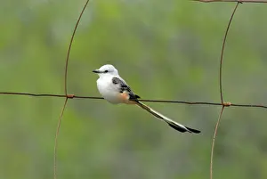 Oklahoma: Scissor-tailed Flycatcher on fence