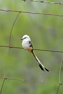 Oklahoma: Scissor-tailed Flycatcher on fence