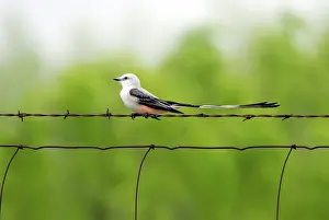 Barb: Scissor-tailed Flycatcher on fence