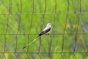 Oklahoma: Scissor-tailed Flycatcher on fence