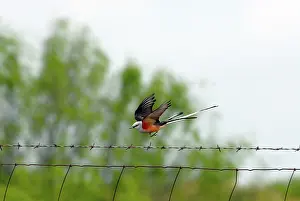 Oklahoma: Scissor-tailed Flycatcher in flight with prey