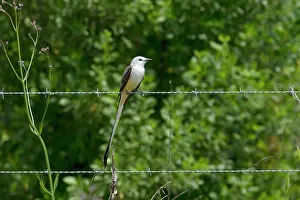 Scissor: Scissor-tailed Flycatcher - perched on wire
