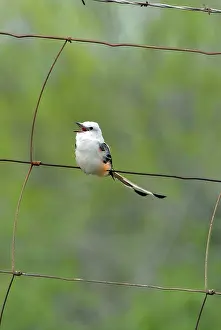 Oklahoma: Scissor-tailed Flycatcher singing