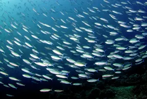 Scissor: Scissor-Tailed Fusilier - shoal