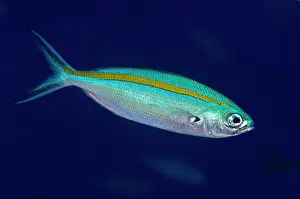 Line: Scissortail Fusilier