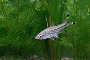 Scissortail: Scissortail Rasbora / Three-Line Rasbora