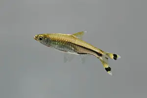Scissortail: Scissortail Rasbora / Three-line Rasbora - side view