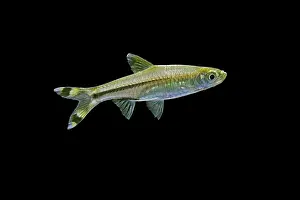 Scissortail: Scissortail Rasbora / Three-line Rasbora - side view
