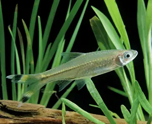 Scissortail: Scissortail Rasbora / Three-lined Rasbora Freshwater