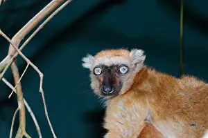 Equatorial: Sclaters black lemur (Eulemur macaco flavifrons)