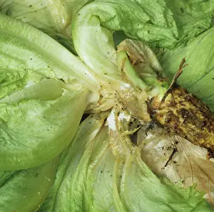 Diseased: Sclerotinia diseased lettuce