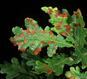Robur: Sclerotinia leaf spot on oak
