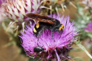 Flavifrons: Scolia Wasp / Yellow Forehead Scolia