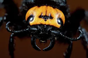 Flavifrons: Scolia Wasp / Yellow Forehead Scolia - close-up of head