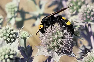 Flavifrons: Scolia Wasp / Yellow Forehead Scolia - gathering
