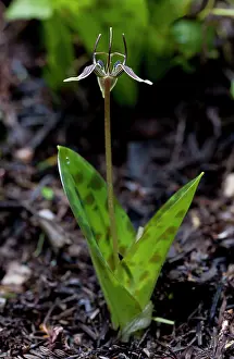 Geophyte: Scoliopus / Fetid Adder's Tongue - in flower in