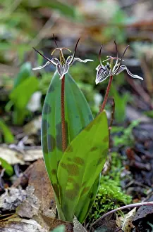 Geophyte: Scoliopus / Fetid Adder's Tongue - in flower in