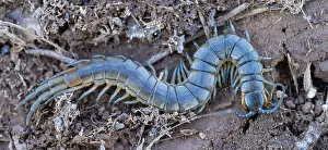 Sport: Scolopender, giant centipede, Scolopendromorpha