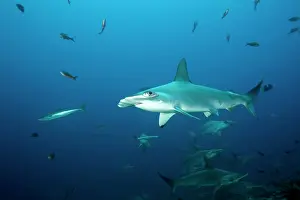 Sharks: Scooling Scalloped hammerhead sharks, Sphyrna lewini, Endang