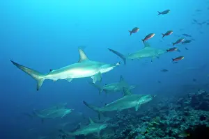 Sharks: Scooling Scalloped hammerhead sharks, Sphyrna lewini, Endang