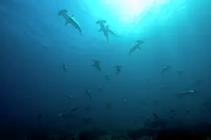 Sharks: Scooling Scalloped hammerhead sharks, Sphyrna lewini, Endang