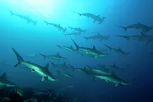 Sharks: Scooling Scalloped hammerhead sharks, Sphyrna lewini, Endang