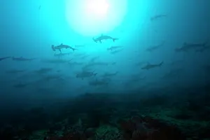 Sharks: Scooling Scalloped hammerhead sharks, Sphyrna lewini, Endang