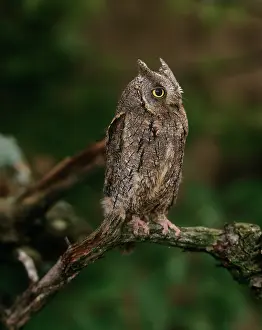 Zdenek Tunka: SCOPS OWL